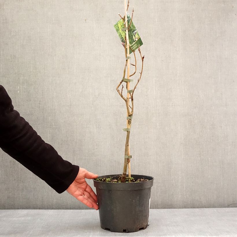 Example of Fagus sylvatica Dawyck Gold - Hêtre fastigié doré Pot van 4 l/5 l as you get in hiver