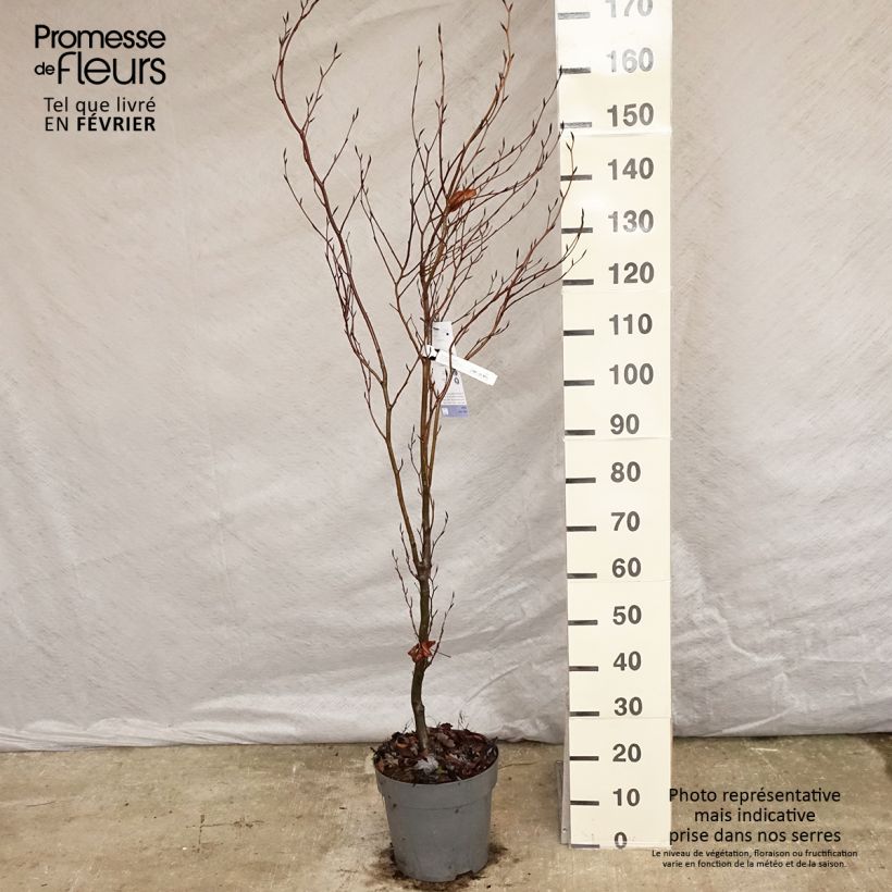 Example of Fagus sylvatica Dawyck - Hêtre fastigié Pot van 4 l/5 l as you get in hiver