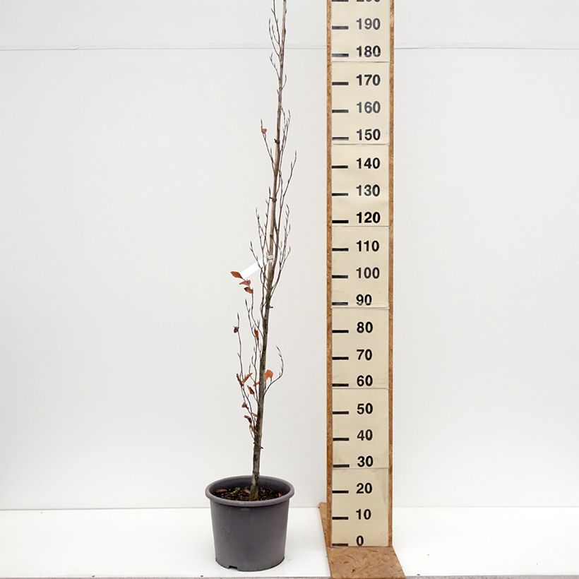 Exemplaar van Fagus sylvatica Dawyck Purple - Zuilvormige koperbeuk Pot van 12 l/15 l zoals geleverd in de herfst