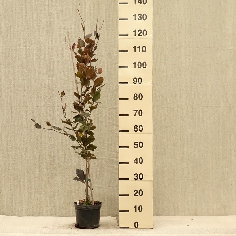 Exemplaar van Fagus sylvatica Dawyck Purple - Zuilvormige koperbeuk Pot van 2 l/3 l zoals geleverd in de herfst