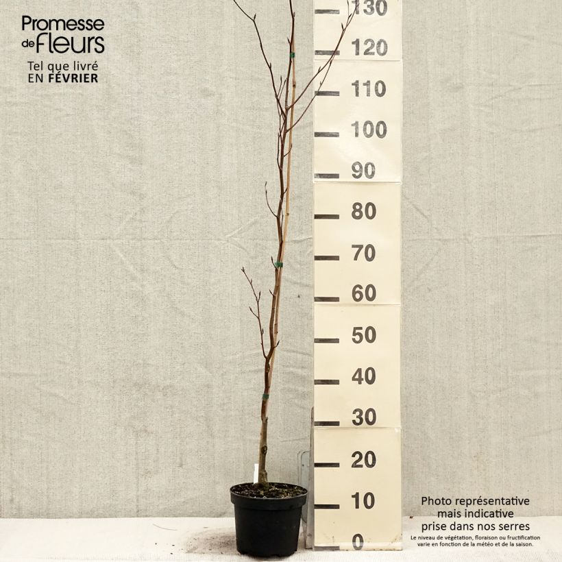 Example of Fagus sylvatica Dawyck Purple - Hêtre fastigié pourpre Pot van 2 l/3 l as you get in hiver