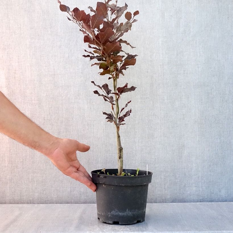 Exemplaar van Fagus sylvatica Dawyck Purple - Zuilvormige koperbeuk Pot van 2 l/3 l zoals geleverd in de zomer