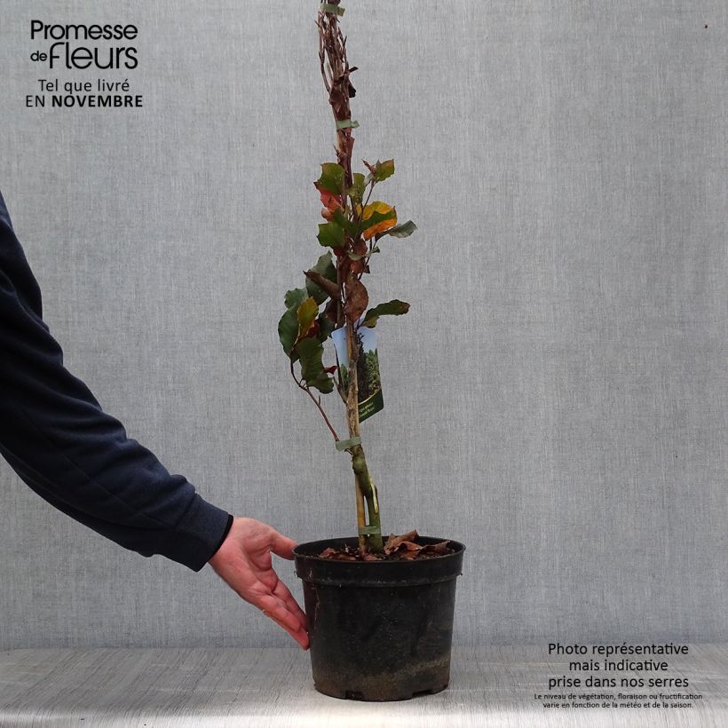 Exemplaar van Fagus sylvatica Dawyck Purple - Zuilvormige koperbeuk Pot van 4 l/5 l zoals geleverd in de herfst