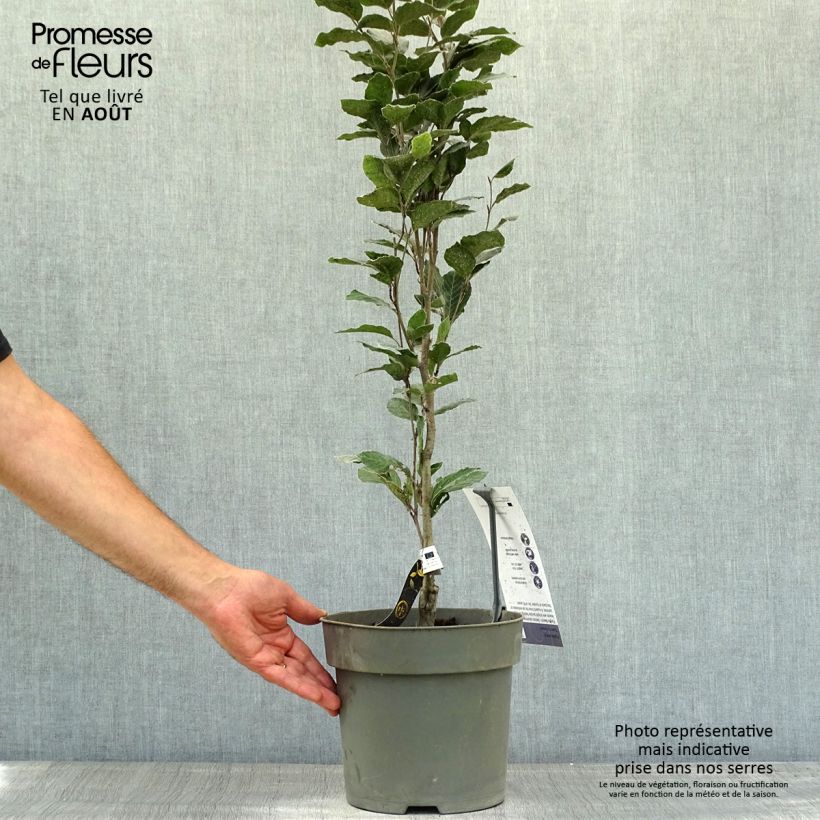 Exemplaar van Fagus sylvatica Dawyck Purple - Zuilvormige koperbeuk Pot van 4 l/5 l zoals geleverd in de zomer