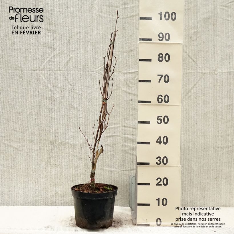 Example of Fagus sylvatica Dawyck Purple - Hêtre fastigié pourpre Pot van 4 l/5 l as you get in hiver