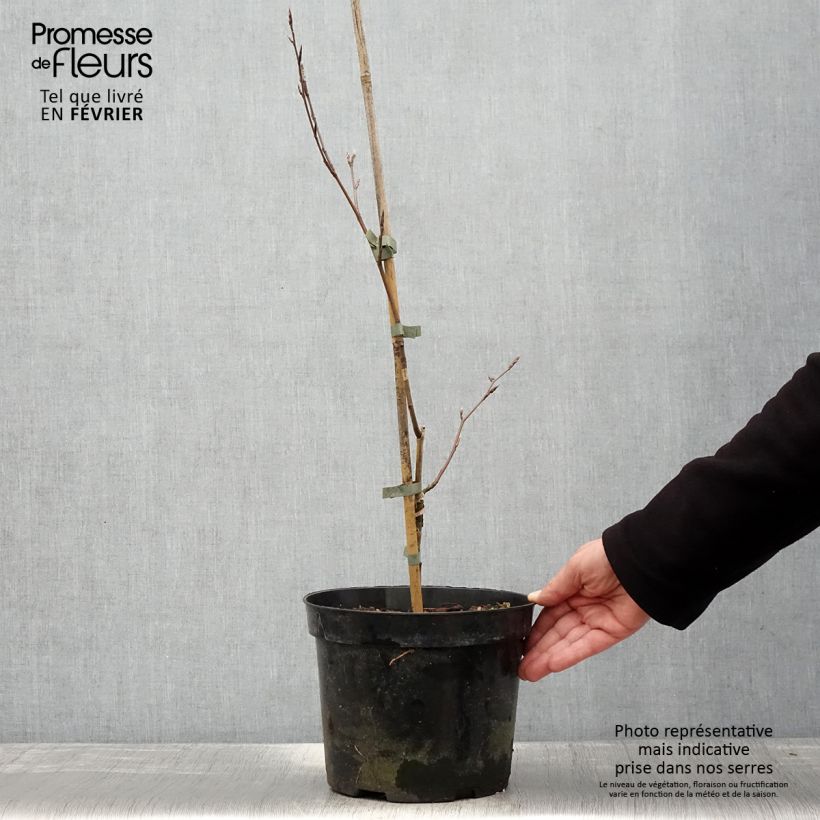 Exemplaar van Fagus sylvatica suentelensis - Beuk Pot van 4 l/5 l zoals geleverd in de winter