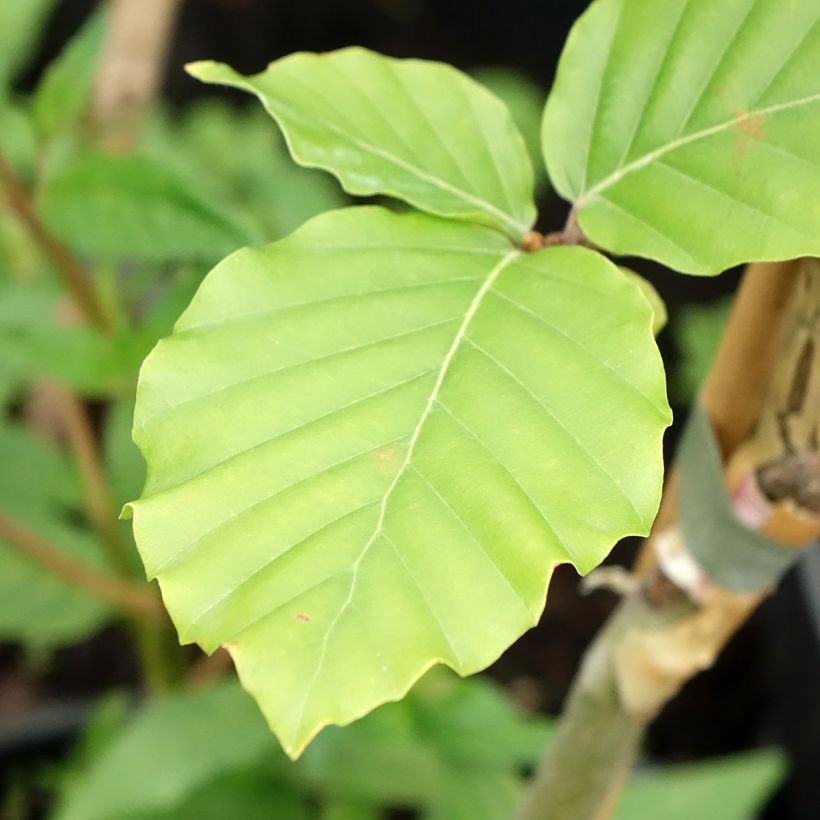 Fagus sylvatica Franken - Bonte dwergbeuk (Blad)
