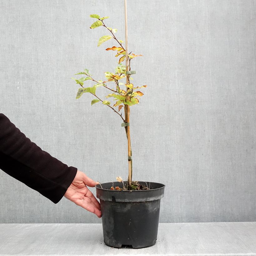 Exemplaar van Fagus sylvatica Franken - Bonte dwergbeuk Pot van 4 l/5 l zoals geleverd in de herfst