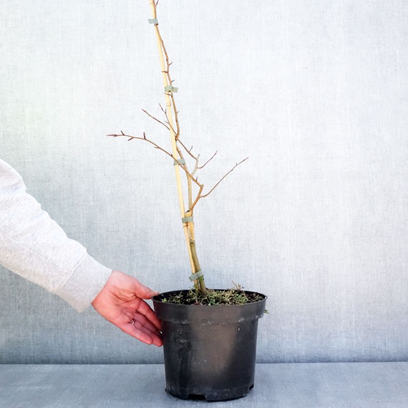 Exemplaar van Fagus sylvatica Franken - Bonte dwergbeuk Pot van 4 l/5 l zoals geleverd in de lente