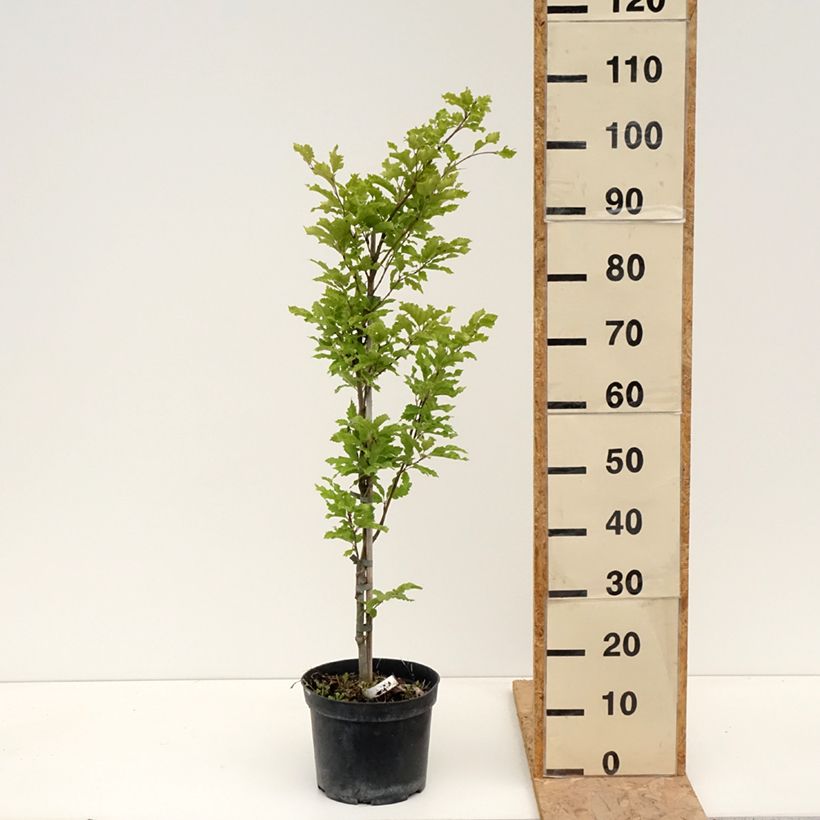 Example of Fagus sylvatica Interrupta - Hêtre commun Pot van 4 l/5 l as you get in printemps