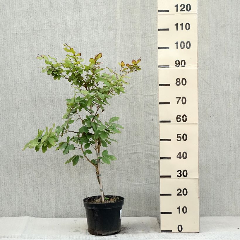 Exemplaar van Fagus sylvatica Marmor Star - Bonte beuk Pot van 4 l/5 l zoals geleverd in de zomer