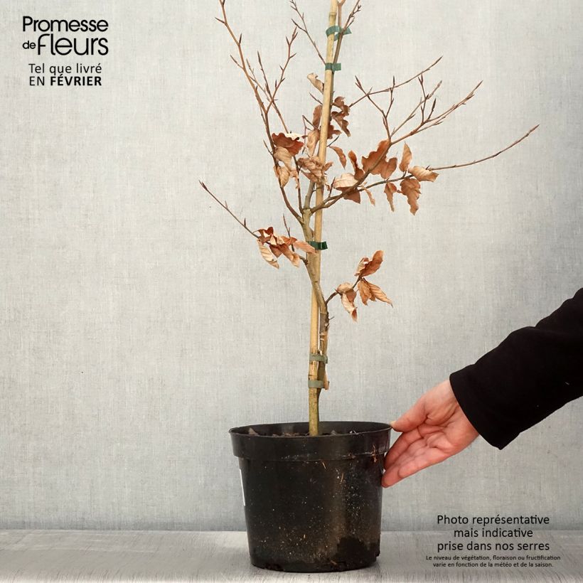 Example of Fagus sylvatica Marmor Star - Hêtre panaché Pot van 4 l/5 l as you get in hiver