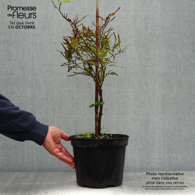 Exemplaar van Fagus sylvatica Mercedes - Dwergbeuk Pot van 4 l/5 l zoals geleverd in de herfst