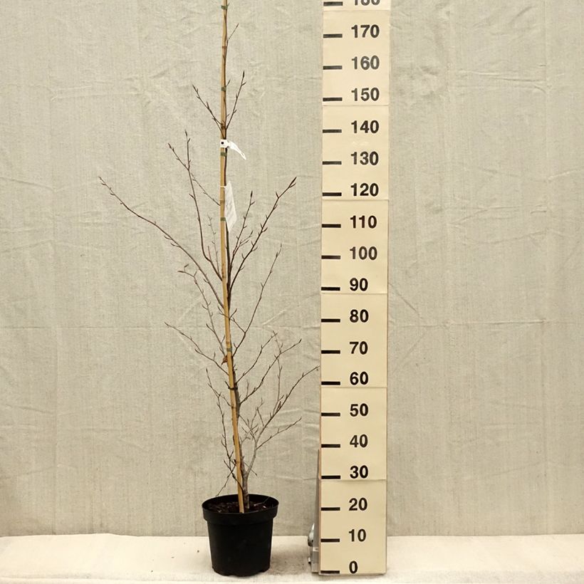 Example of Fagus sylvatica Midnight Feather - Hêtre Pot van 4 l/5 l as you get in printemps