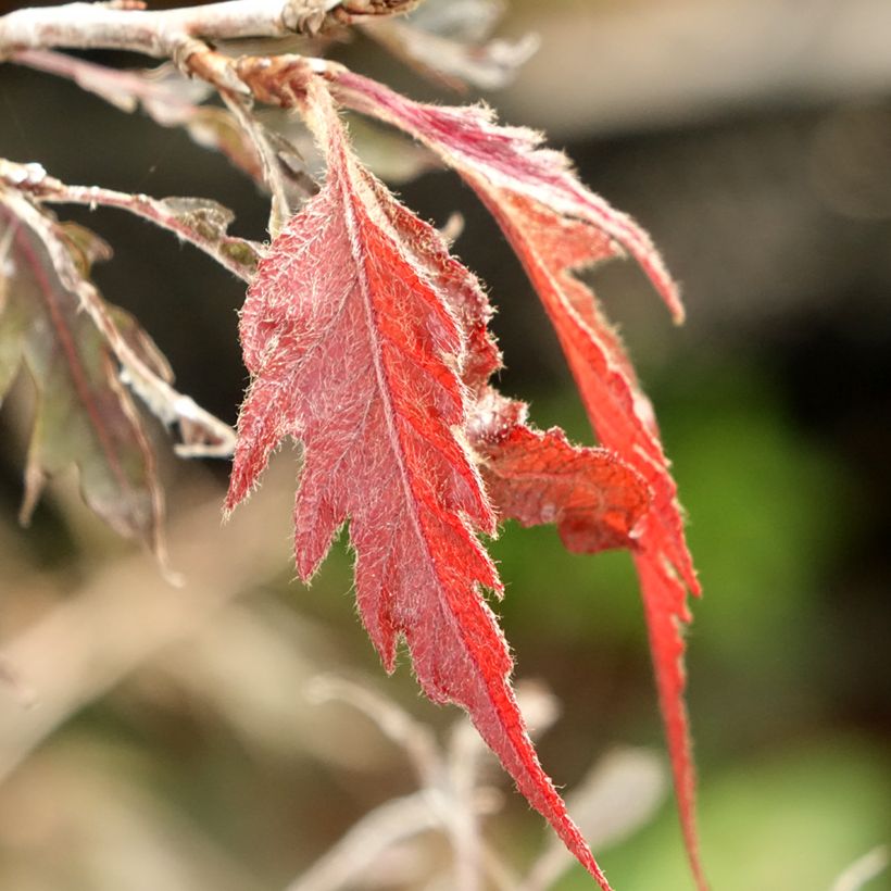 Fagus sylvatica Midnight Feather - Beuk (Blad)