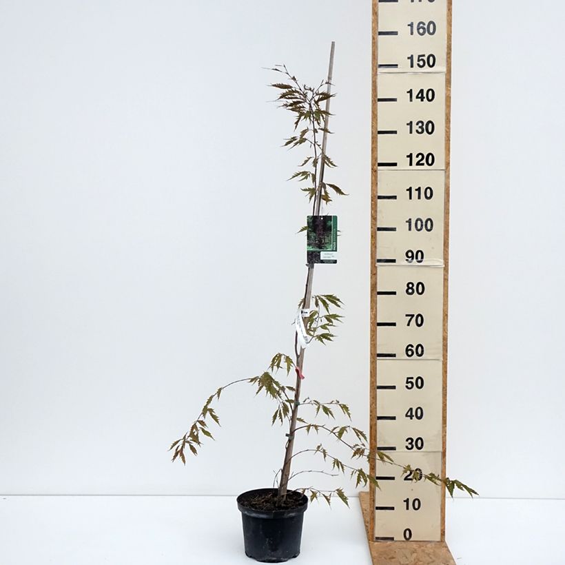 Exemplaar van Fagus sylvatica Midnight Feather - Beuk Pot van 4 l/5 l zoals geleverd in de zomer