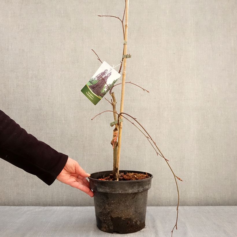 Example of Fagus sylvatica Purple Fountain - Treur-koperbeuk Pot van 4 l/5 l as you get in hiver