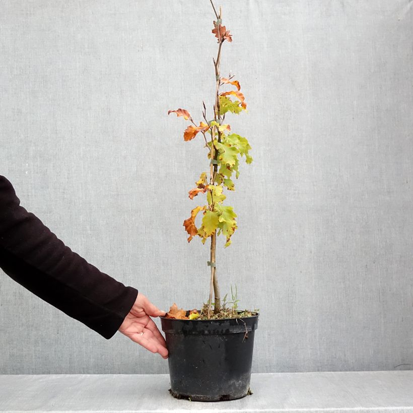 Example of Fagus sylvatica Rohan Gold - Hêtre commun doré Pot van 4 l/5 l as you get in automne