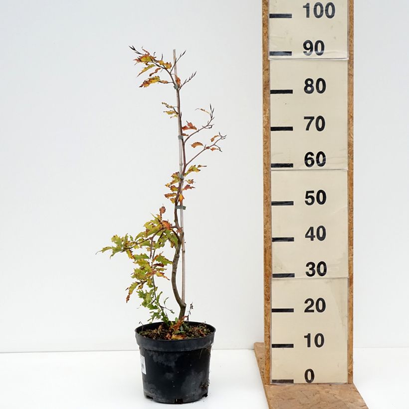 Exemplaar van Fagus sylvatica Rohan Green Weeping - Treurbeuk Pot van 4 l/5 l, Stengel zoals geleverd in de herfst
