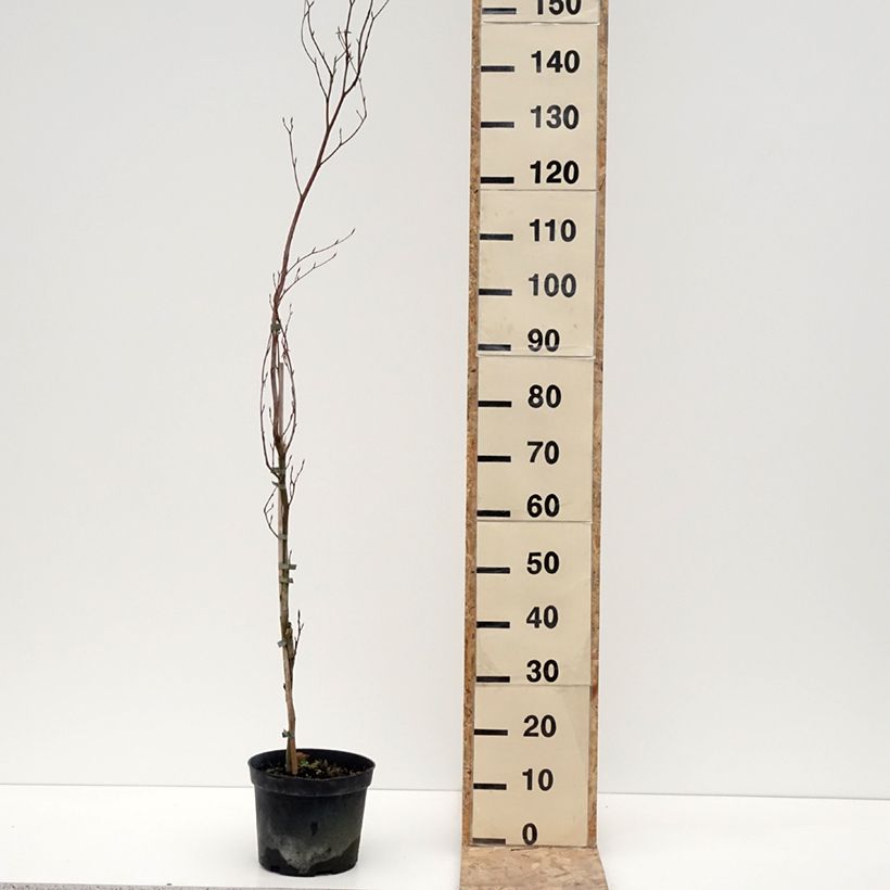 Example of Fagus sylvatica Rohan Minaret - Hêtre pourpre colonnaire Pot van 4 l/5 l as you get in hiver