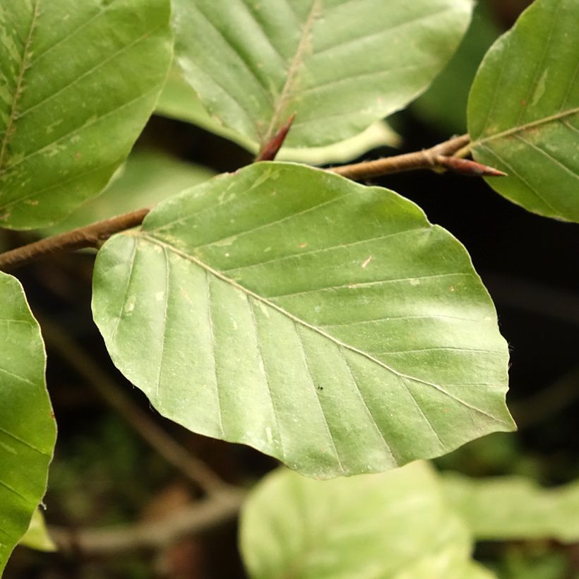 Fagus sylvatica Rolf Marquardt - Bonte dwergbeuk (Blad)