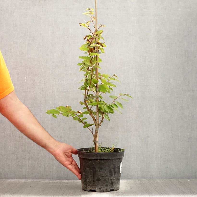 Exemplaar van Fagus sylvatica Rolf Marquardt - Bonte dwergbeuk Pot van 4 l/5 l zoals geleverd in de zomer