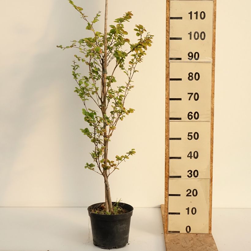 Exemplaar van Fagus sylvatica Rotundifolia - Beuk Pot van 4 l/5 l zoals geleverd in de zomer