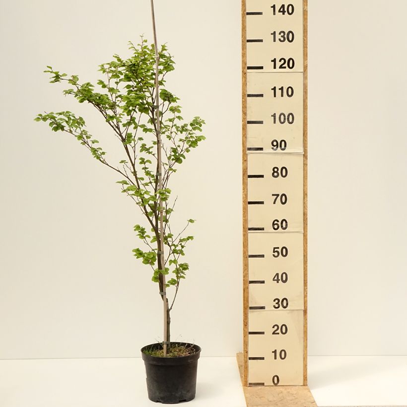 Exemplaar van Fagus sylvatica Rotundifolia - Beuk Pot van 4 l/5 l zoals geleverd in de lente