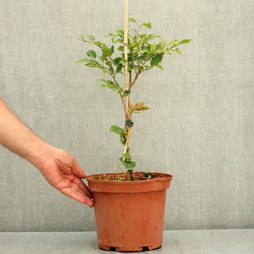Exemplaar van Fagus sylvatica Sandrode - Dwergbeuk Pot van 4 l/5 l zoals geleverd in de zomer