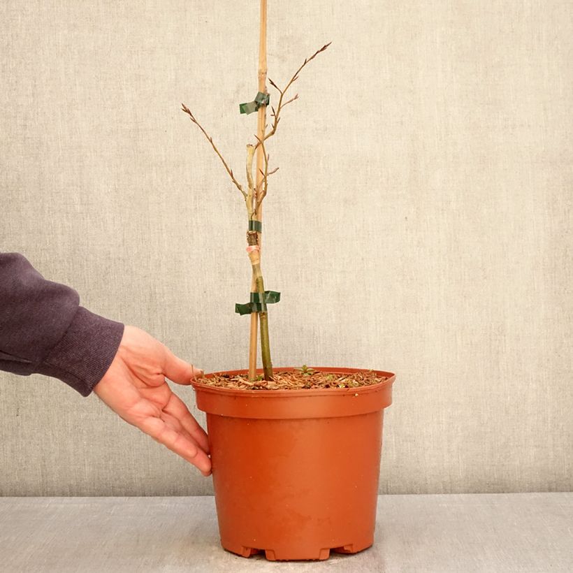 Exemplaar van Fagus sylvatica Sandrode - Dwergbeuk Pot van 4 l/5 l zoals geleverd in de lente