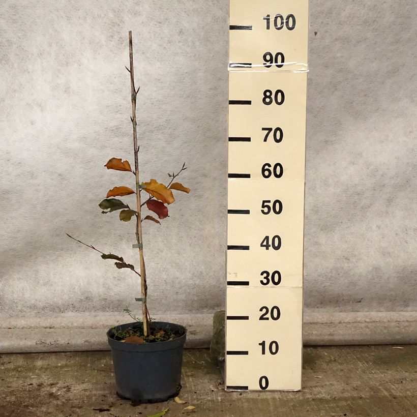 Exemplaar van Fagus sylvatica Swat Magret - Hêtre pourpre Pot de 4L/5L zoals geleverd in de herfst