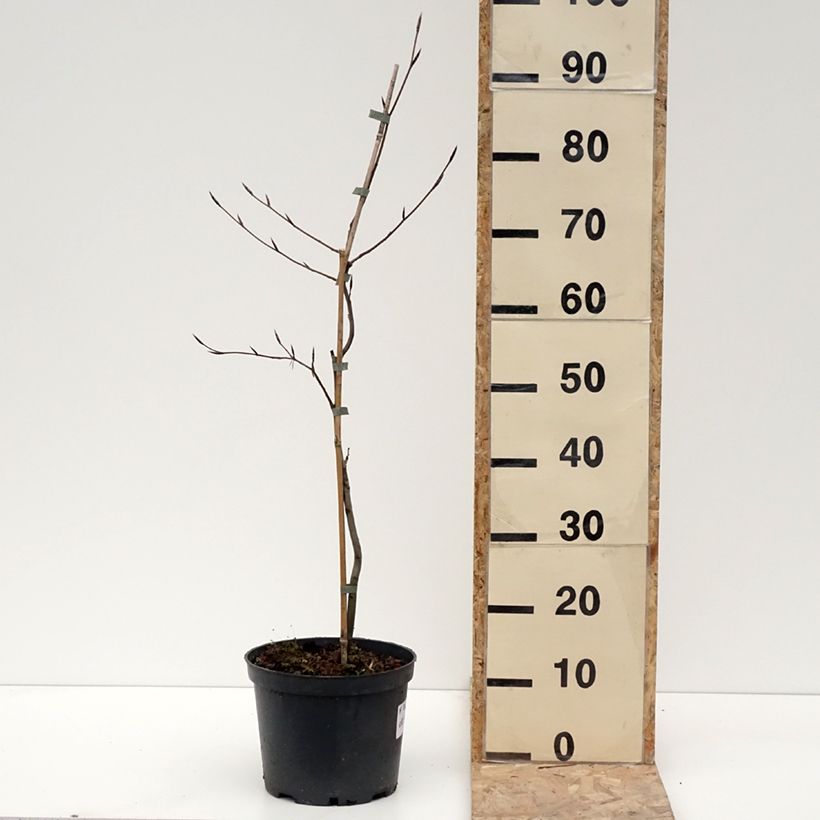 Example of Fagus sylvatica Swat Magret - Hêtre pourpre Pot van 4 l/5 l as you get in hiver