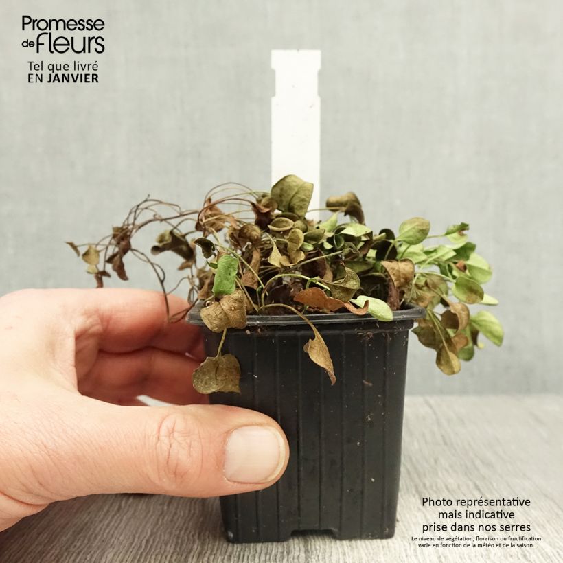 Example of Falkia repens - Kleine oren Kweekpotje van 8/9 cm as you get in hiver