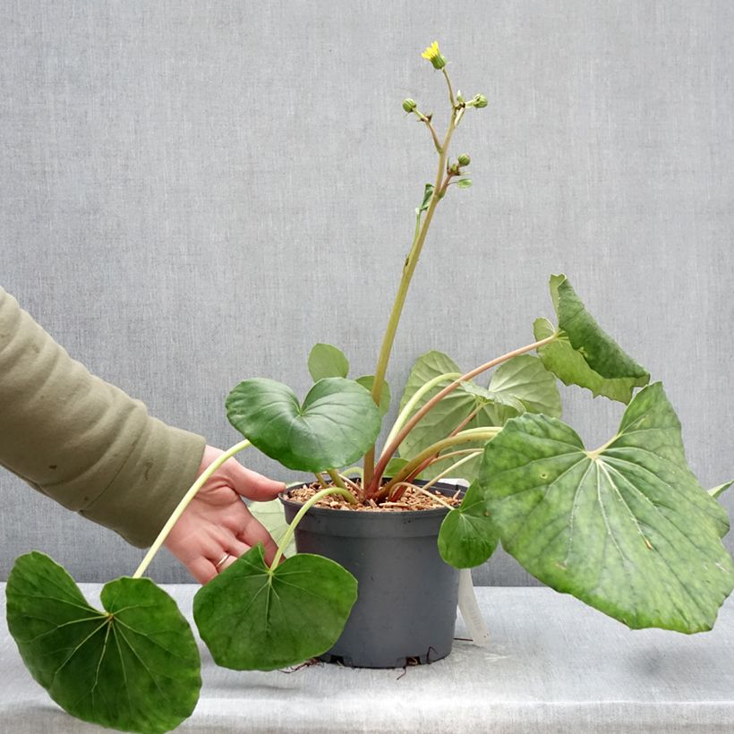 Example of Farfugium japonicum - Luipaardplant Pot van 3 l/4 l as you get in hiver
