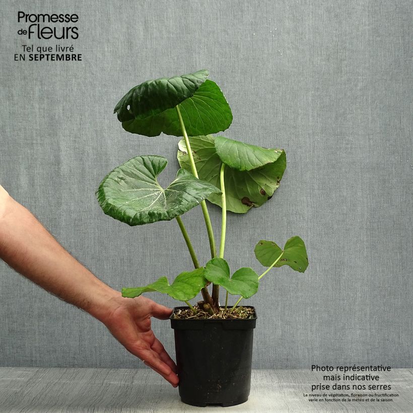 Exemplaar van Farfugium japonicum - Luipaardplant Pot van 3 l/4 l zoals geleverd in de herfst