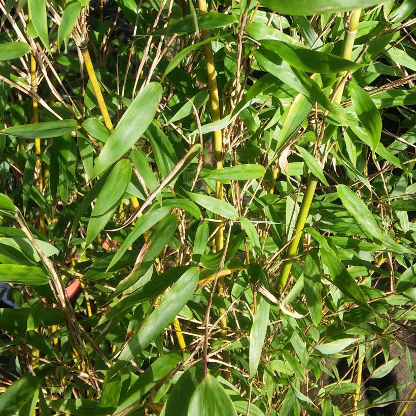 Fargesia denudata Lancaster 1 - Niet-woekerende bamboe (Foliage)