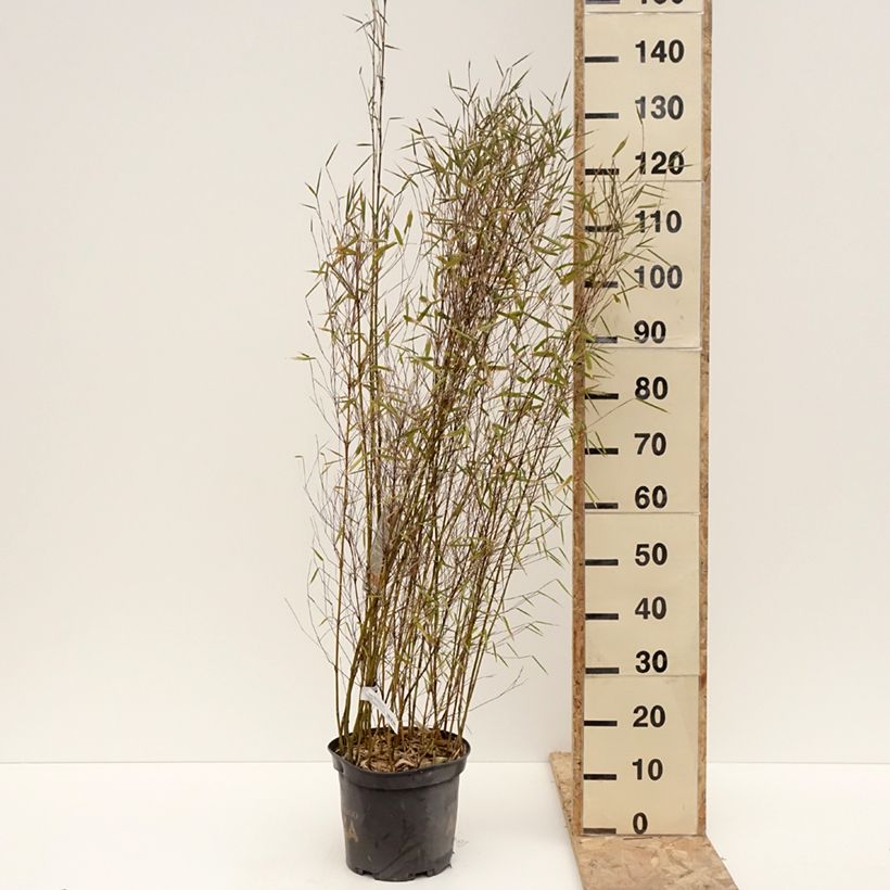 Example of Fargesia Malachite Monkeys - Bambou non traçant Pot van 7,5 l/10 l as you get in hiver