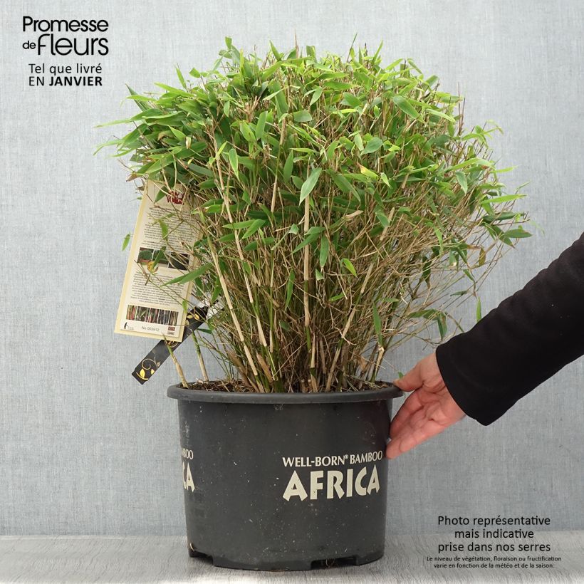 Example of Fargesia Moontears - Bambou non traçant Pot van 12 l/15 l as you get in hiver