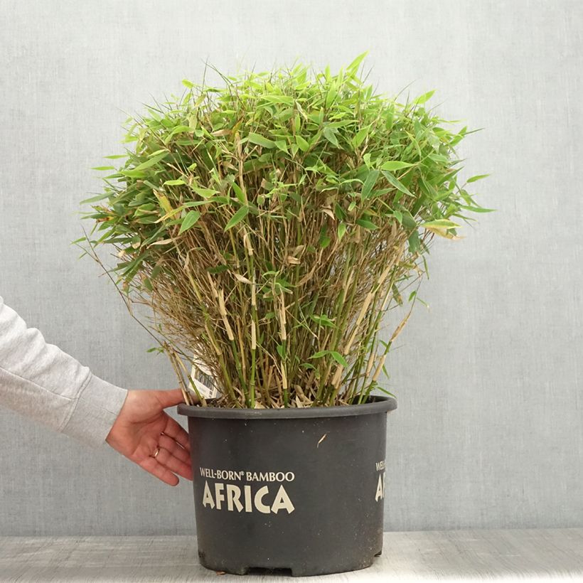 Exemplaar van Fargesia Moontears - Niet-woekerende bamboe Pot van 12 l/15 l, Bolboom zoals geleverd in de lente