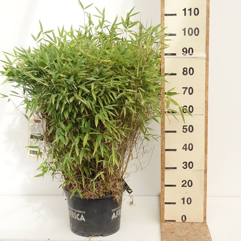 Exemplaar van Fargesia Moontears - Niet-woekerende bamboe Pot van 12 l/15 l, Bolboom zoals geleverd in de zomer