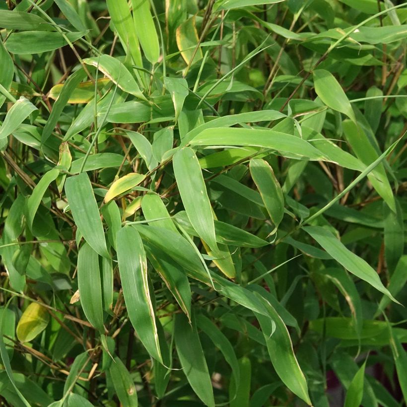 Fargesia murielae Violet Woods - Niet-woekerende bamboe (Blad)