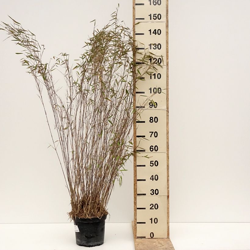 Example of Fargesia nitida Gansu - Bambou non traçant Pot van 7,5 l/10 l as you get in hiver