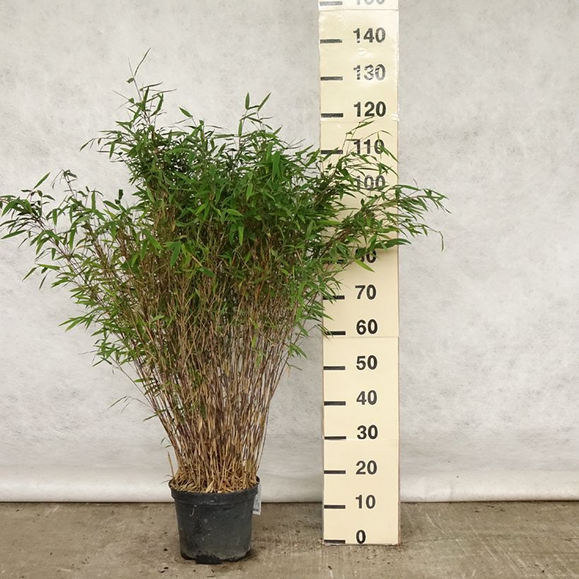 Exemplaar van Fargesia nitida Gansu - Niet-woekerende bamboe Pot van 7,5 l/10 l zoals geleverd in de lente