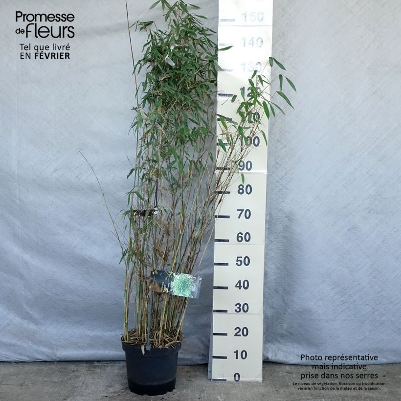 Example of Fargesia nitida Great Wall - Bambou non traçant Pot van 7,5 l/10 l as you get in hiver