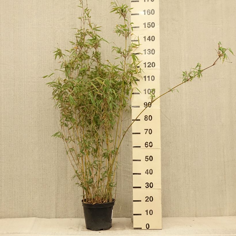 Exemplaar van Fargesia nitida Obelisk - Niet-woekerende bamboe Pot van 7,5 l/10 l zoals geleverd in de zomer