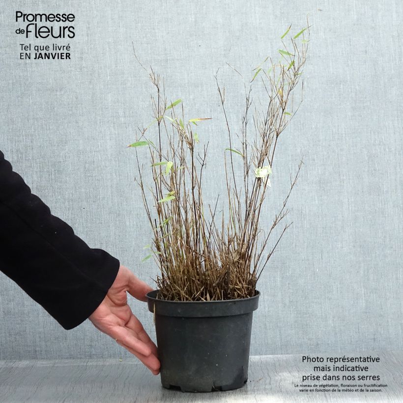 Example of Fargesia nitida Red Dragon - Bambou non traçant Pot van 2 l/3 l as you get in hiver