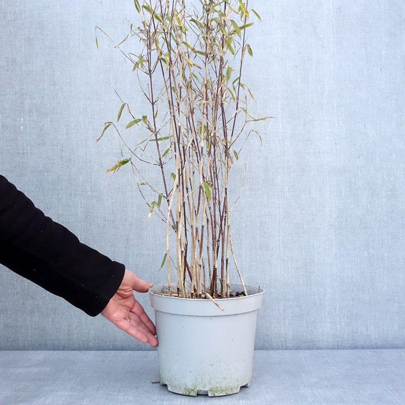 Example of Fargesia nitida Trifina Black - Bambou non traçant Pot van 4 l/5 l as you get in hiver