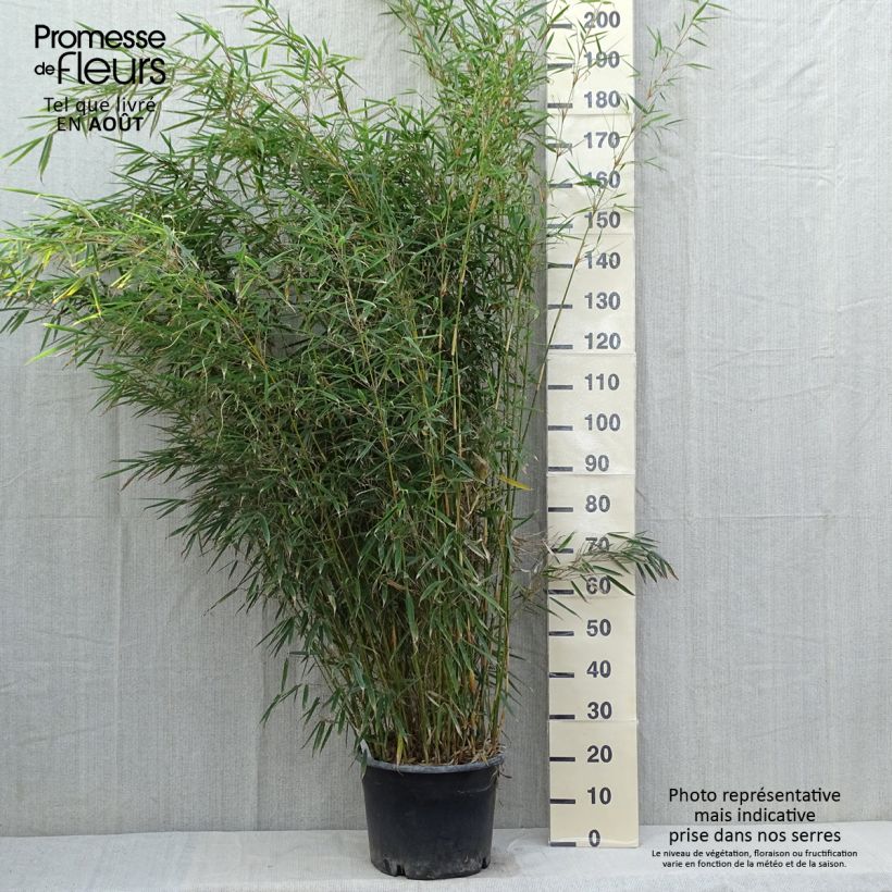 Exemplaar van Fargesia robusta - Niet-woekerende bamboe Pot van 18 l/20 l zoals geleverd in de zomer