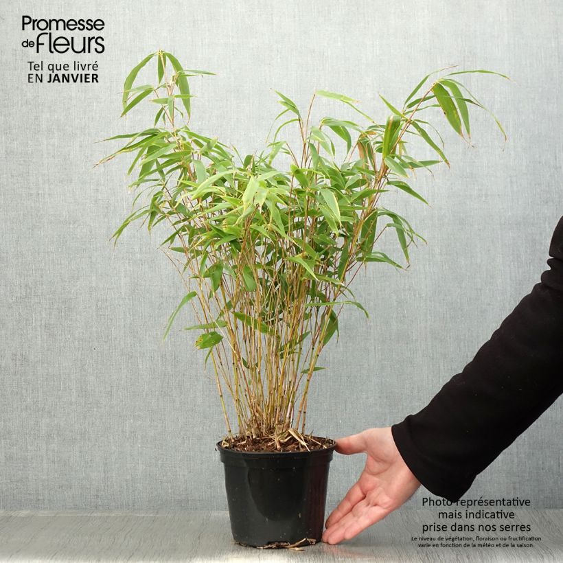 Example of Fargesia robusta Formidable - Schuttingbamboe Pot van 1,5 l/2 l as you get in hiver
