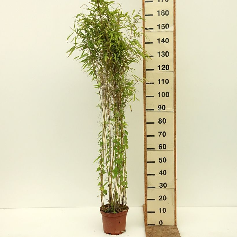 Exemplaar van Fargesia robusta Formidable - Niet-woekerende bamboe Pot van 4 l/5 l zoals geleverd in de zomer